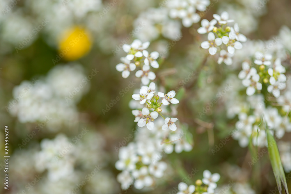 Flora of Gran Canaria - Lobularia canariensis Flora of Gran Canaria - Lobularia canariensis