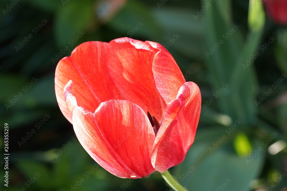 Up close flower 