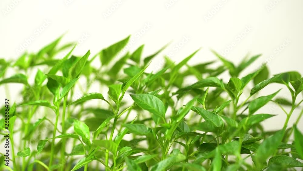 Closeup view of green small sprouts of sweet paprika pepper growing in soil isolated on white background. Closeup view of green small sprouts of sweet paprika pepper growing in soil isolated on white background.