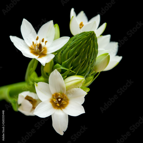 white Ornithogalum flowering spike