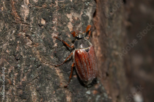 big brown chafer on the tree