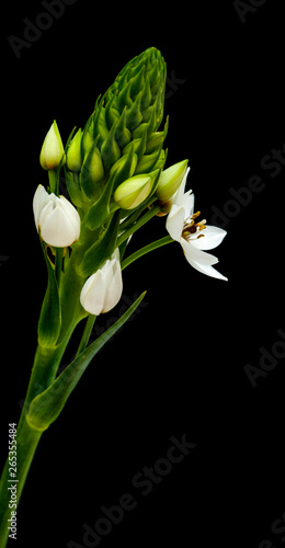 white Ornithogalum flowering spike photo