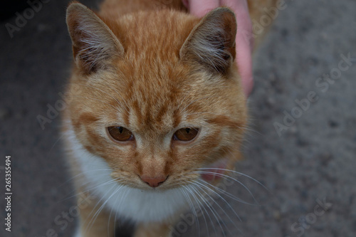 cute redhead young street cat