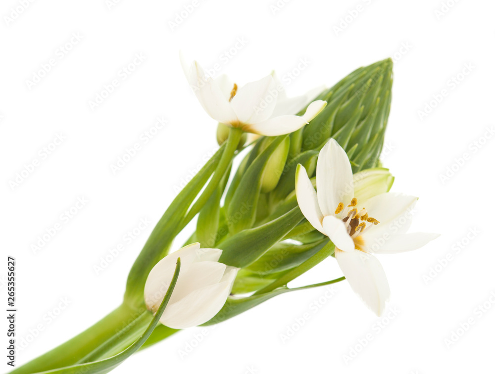 white Ornithogalum flowering spike