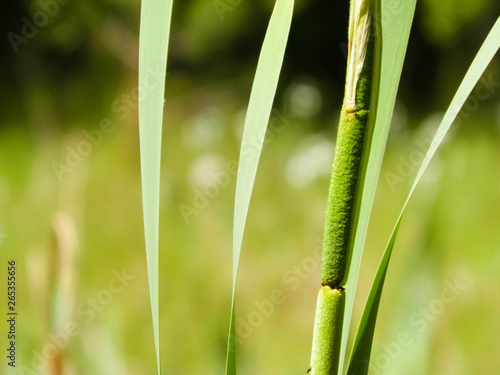 Close up of typha plant.