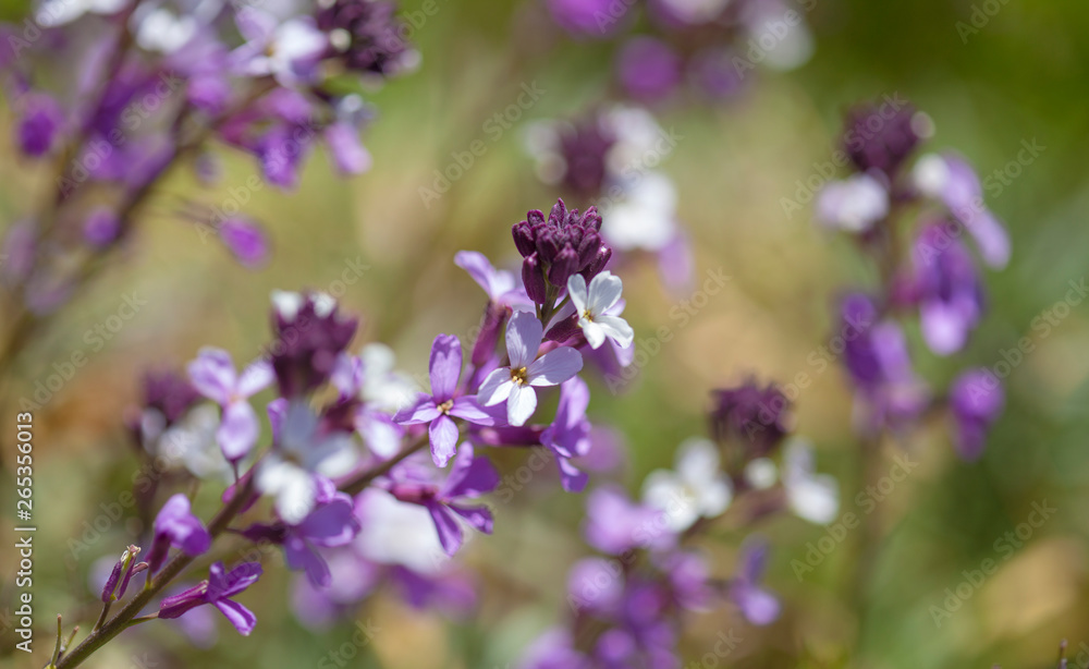 Flora of Gran Canaria - Erysimum albescens Flora of Gran Canaria - Erysimum albescens