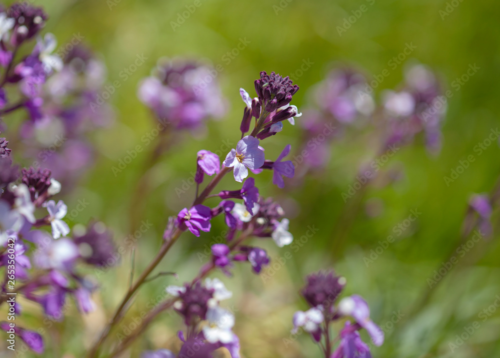 Flora of Gran Canaria - Erysimum albescens Flora of Gran Canaria - Erysimum albescens