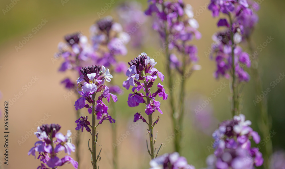 Obraz premium Flora of Gran Canaria - Erysimum albescens