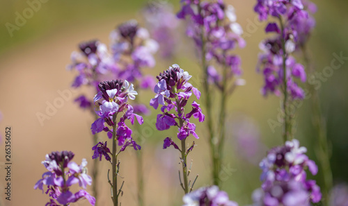 Flora of Gran Canaria -  Erysimum albescens