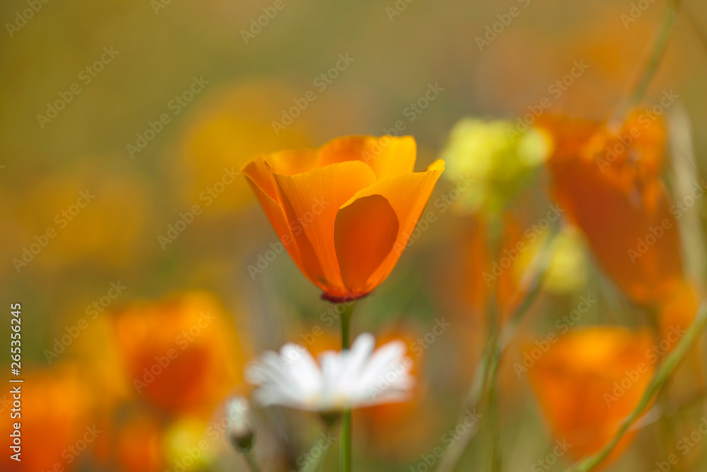 Flora of Gran Canaria - Eschscholzia californica Flora of Gran Canaria - Eschscholzia californica