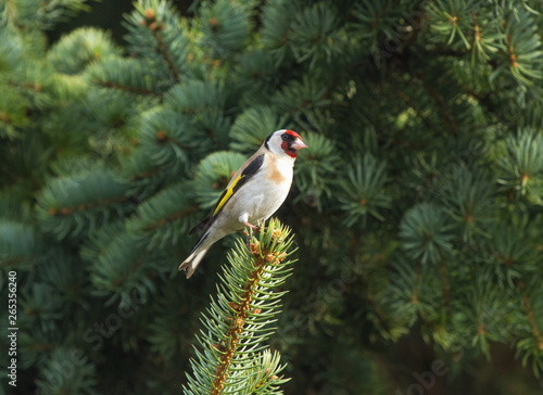 European goldfinch (Carduelis carduelis) sitting on the branch of fir tree © Vitaly Ilyasov