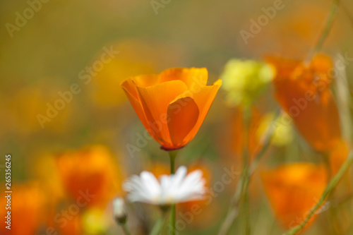 Flora of Gran Canaria - Eschscholzia californica