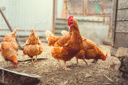 Red chicken walking in paddock Ordinary red rooster and chickens looking for grains while walking in paddock on farm