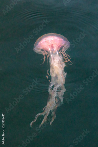 A jellyfish, Chrysaora quinquecirrha, swims underwater among minnows in Buzzards Bay, near South Dartmouth, Massachusetts, USA.