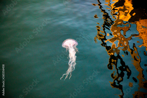 A jellyfish, Chrysaora quinquecirrha, swims underwater among minnows close to the mottled reflection of a pier in Buzzards Bay, near South Dartmouth, Massachusetts, USA.
