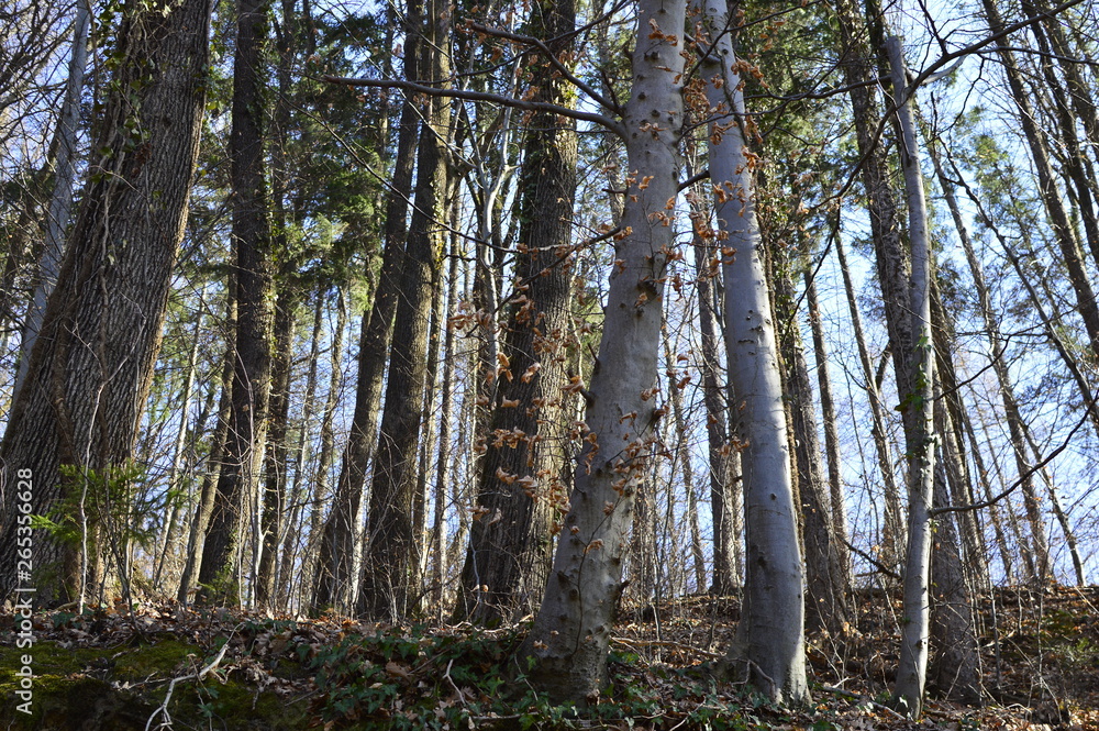 Fototapeta premium trees in the forest