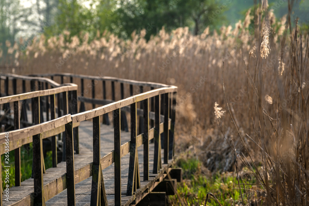 Wooden footbridge on the river - nature path in a reed.