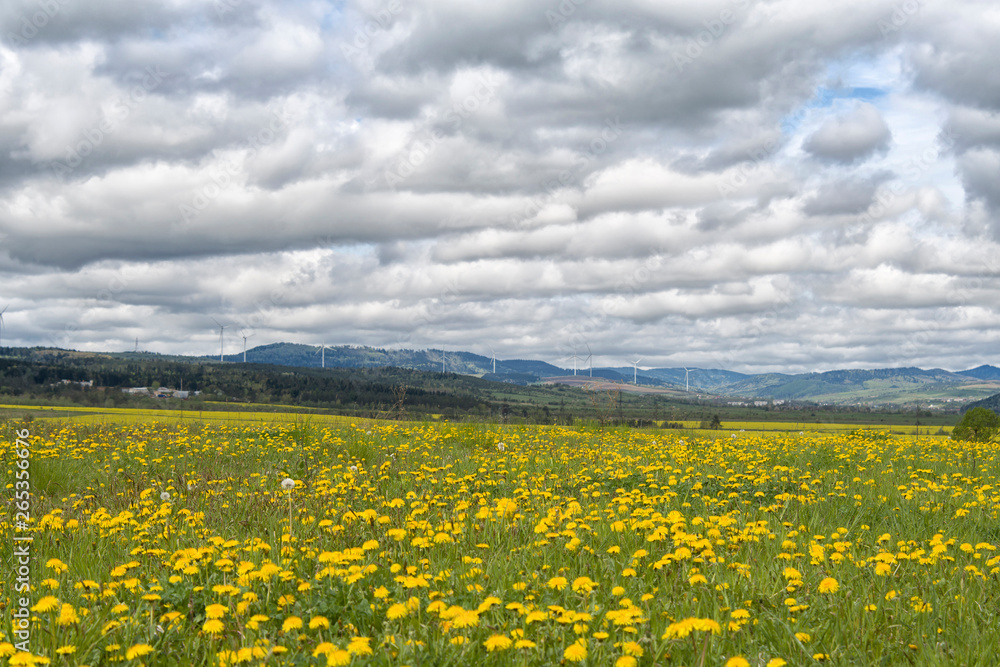 dandelions on spring field