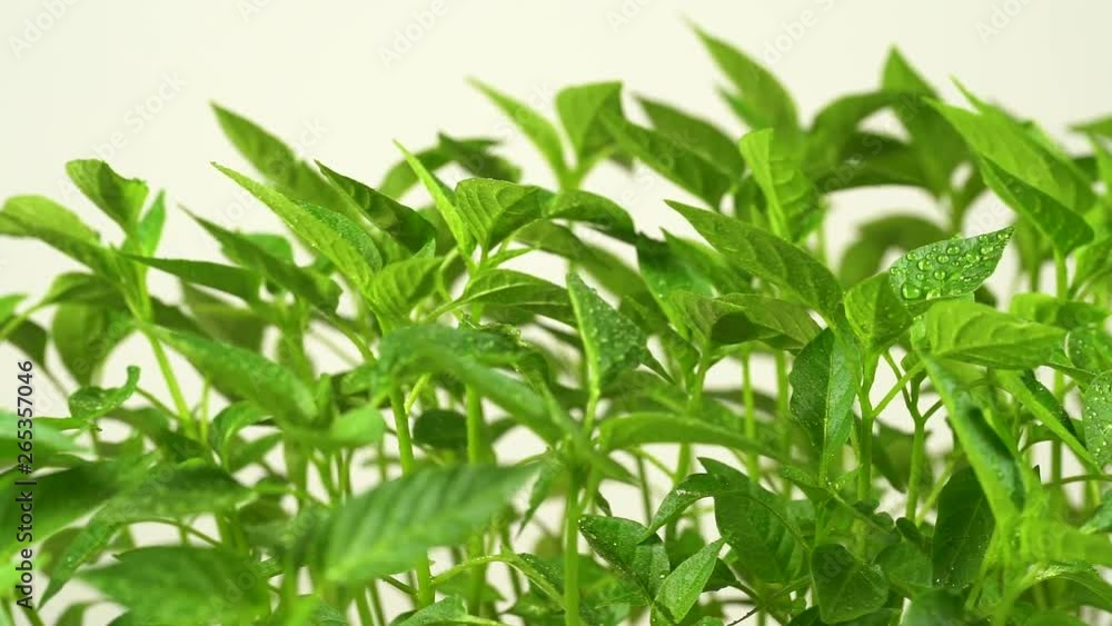 Closeup view of green sprouts of pepper vegetables. Closeup view of green sprouts of pepper vegetables.
