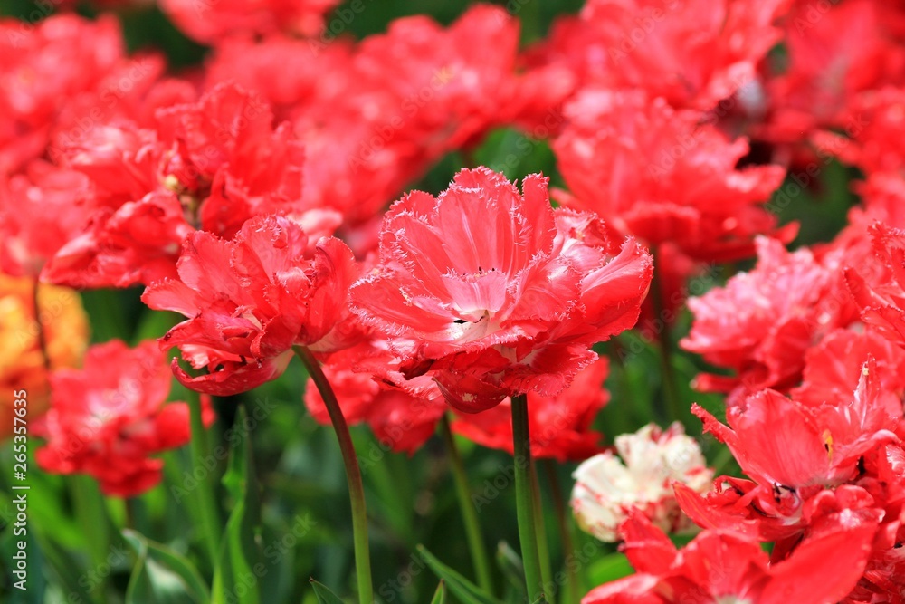 Fototapeta premium Bright tulips in the Park