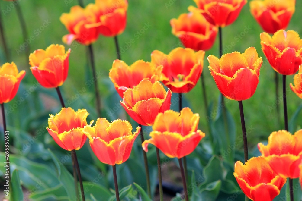 Bright tulips in the Park Bright tulips in the Park