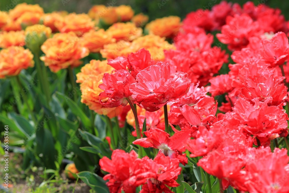 Bright tulips in the Park