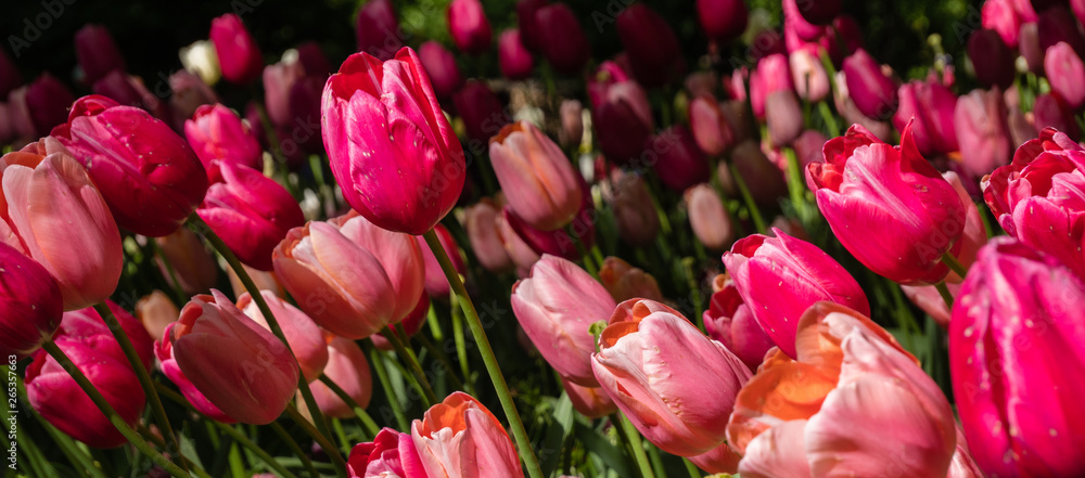 different types of tulips