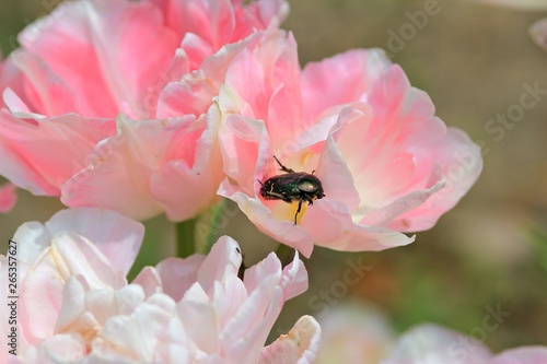 Beetle Cetonia aurata on the petals of a pink Tulip