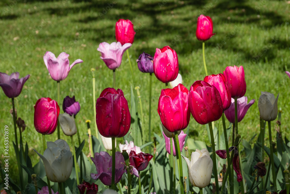 different types of tulips