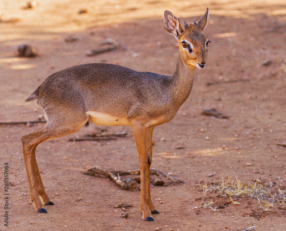 Dik-dik madoqua small little antelope, male with horns and pretty big eyes. Samburu National Reserve, Kenya, East Africa. Wildlife on Kenyan safari holiday Dik-dik madoqua small little antelope, male with horns and pretty big eyes. Samburu National Reserve, Kenya, East Africa. Wildlife on Kenyan safari holiday