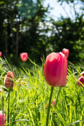 Fototapeta Naklejka Na Ścianę i Meble -  different types of tulips