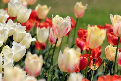 Beautiful tulips in the Park