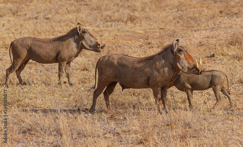 Warthog family of three, Phacochoerus, side view profile with tusks, standing dry grass Samburu National Reserve Kenya East Africa Warthog family of three, Phacochoerus, side view profile with tusks, standing dry grass Samburu National Reserve Kenya East Africa