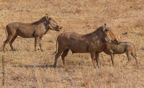 Warthog family of three  Phacochoerus  side view profile with tusks  standing dry grass Samburu National Reserve Kenya East Africa