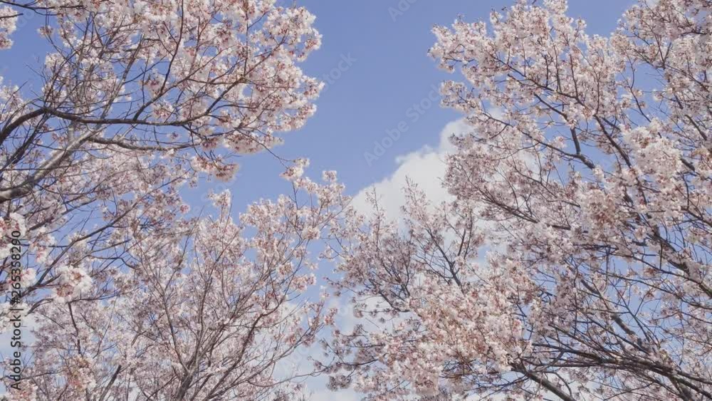 Cherry blossoms and blue sky swaying in the wind Cherry blossoms and blue sky swaying in the wind