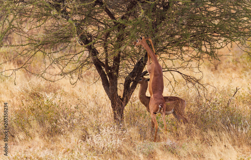 Gerenuk pair, two Litocranius walleri, standing to feed at green bush stretching long neck. Samburu National Reserve, Kenya, East Africa photo