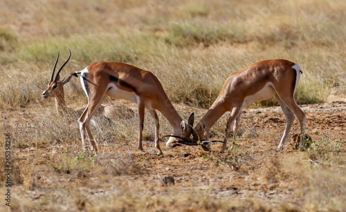 Thomson s gazelles locking horns  eudorcas thomsonii  two males fighting  heads together. Samburu National Reserve Kenya Africa. Antelope also known as Tommies