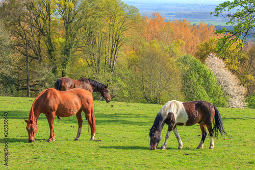 Horses near Beuvron-en-auge, Calvados, Normandy, France