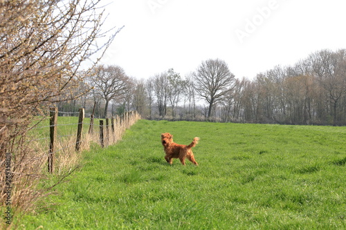 Fence row at green pasture, with dog