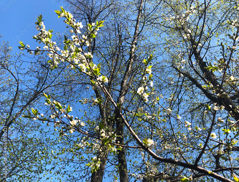 Obraz premium Blooming tree in spring garden