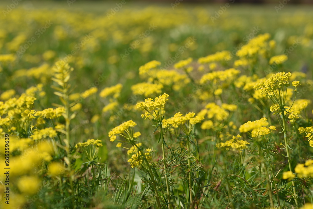 Fototapeta premium Rapeseed field. Yellow flowers. Rape