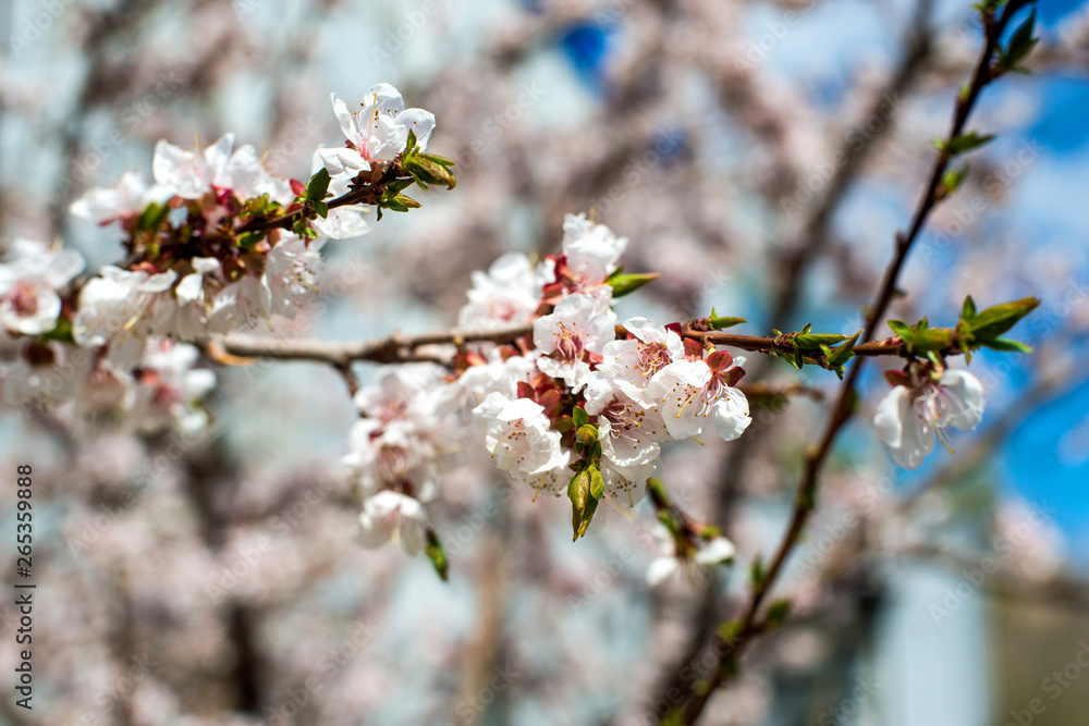 apricot blossom. white-pink flowers on a still completely bare tree, green leaves have not yet blossomed apricot blossom. white-pink flowers on a still completely bare tree, green leaves have not yet blossomed