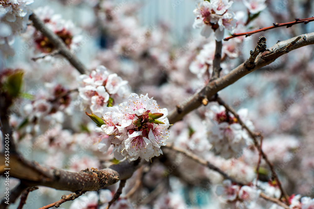 apricot blossom. white-pink flowers on a still completely bare tree, green leaves have not yet blossomed apricot blossom. white-pink flowers on a still completely bare tree, green leaves have not yet blossomed