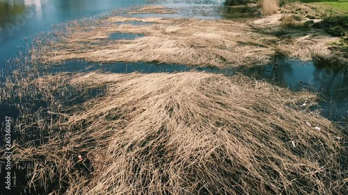 Gramineae in a river with seagulls flying around.
