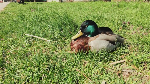 Closeup of a sleepy duck resting on a sunny grass.