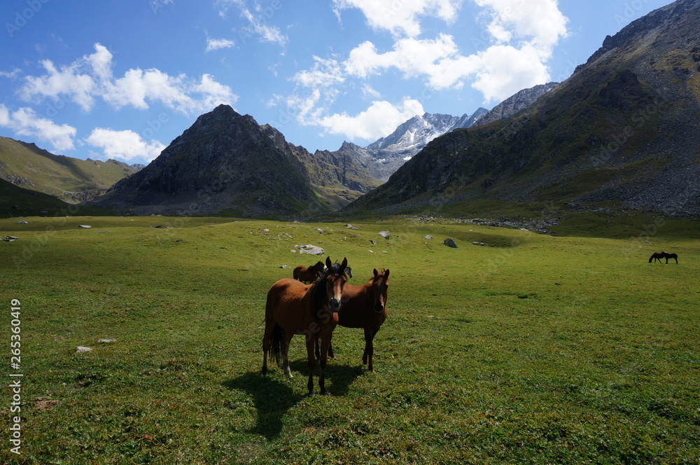 Fototapeta premium Two horses pose in front of Mountains in Kyrgyzstan