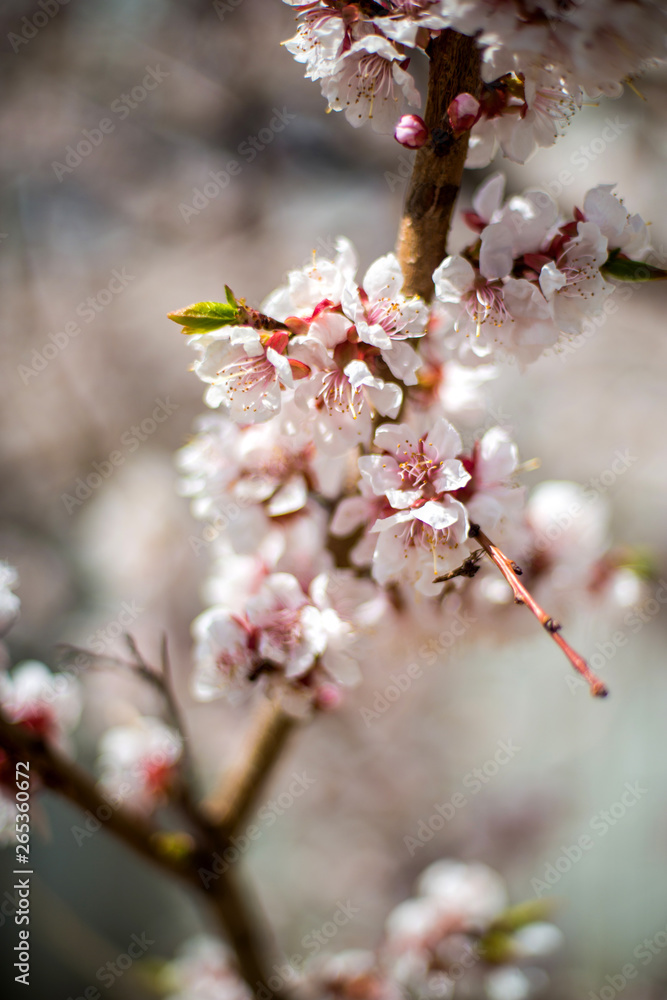 apricot blossom. white-pink flowers on a still completely bare tree, green leaves have not yet blossomed apricot blossom. white-pink flowers on a still completely bare tree, green leaves have not yet blossomed