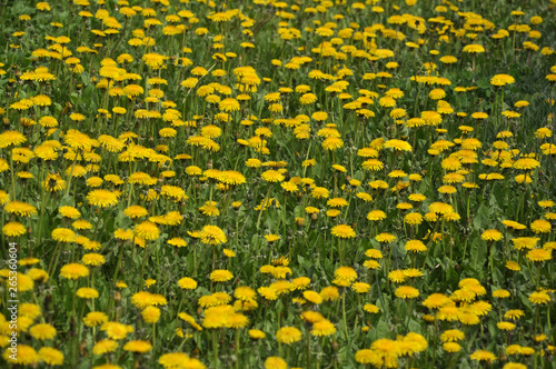 The massive flowering of dandelion in nature