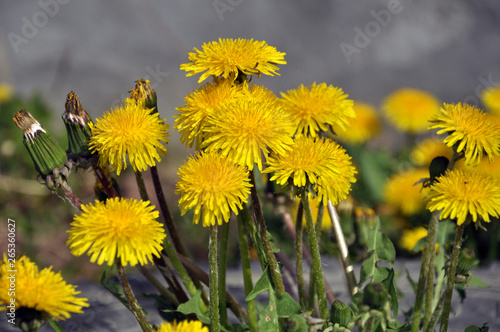 The massive flowering of dandelion in nature