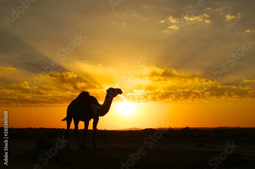 Camel silhouette at sunset in the desert